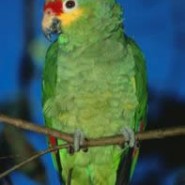 Como cuidar loros medianos (Cotorras, Yacos, Amazonas, etc…)