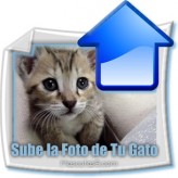 Envianos las Fotos de Tu Gato