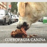 La coprofagia en los perros