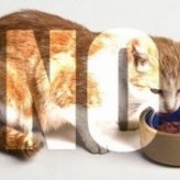 Lo que nunca debe comer un gato
