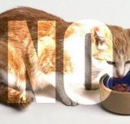 Lo que nunca debe comer un gato