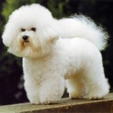 Perro de raza Bichon Boloñés