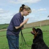 Como educar a un perro adulto