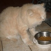 Como debe ser la alimentaciòn de un gato adulto