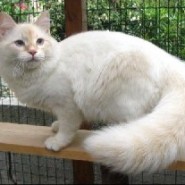 Gatos Siberianos