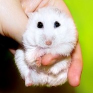 Adiestramiento y manejo del Hamster
