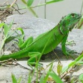 Infecciones respiratorias de las Iguanas