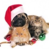 La navidad y las mascotas