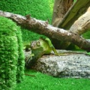 El terrario para nuestra Iguana