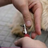Como cortar las uñas a tu perro
