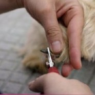Como cortar las uñas a tu perro