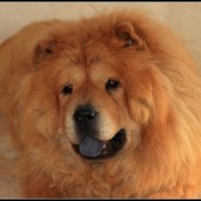 Conozca a las bellas mascotas de Martín Cruz, Akira y Abu