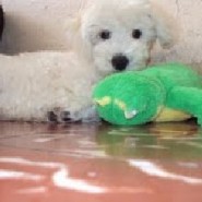 Este es Doky, bello ejemplar de raza French Poodle