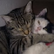 Estos son Pelusa y Silvestre la familia peluda