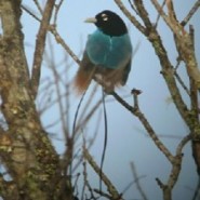 Que aves son aptas para tener en el hogar