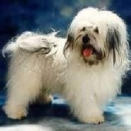 Raza de perro Bichòn Habanero