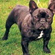 Raza de perro, Bulldog Francés