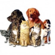 Comunicado de mascotass.com