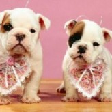 Los problemas cardíacos en perros pequeños