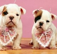 Los problemas cardíacos en perros pequeños