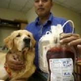 Beneficios que proporciona el examen de sangre en las mascotas