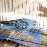 Como cuidar los pájaros de jaula