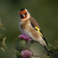 Las aves silvestres y su belleza
