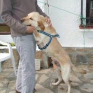 El perro labrador y su entrenador