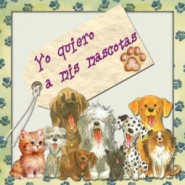Como asegurar el bienestar de su mascota