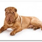 Alimente a su perro con Omega 3