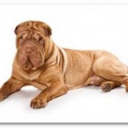 Alimente a su perro con Omega 3