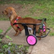 Carro ortopédico para perros