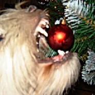 El perro y los adornos de navidad
