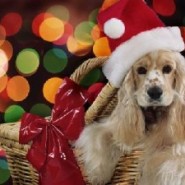 Son las mascotas un buen regalo de navidad ?