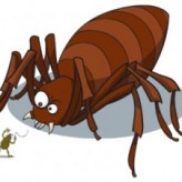 Enfermedades que causan los parasitos externos en las mascotas