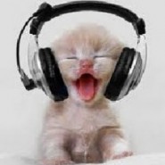 Como funcionan los sentidos del gato