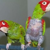 Sufren las aves de depresión
