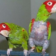 Sufren las aves de depresión