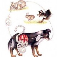 Parasitos internos de las mascotas