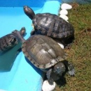 Cuidados que se deben tener con la tortugas de agua