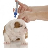 Infecciones en mascotas, vacunas y tratamientos