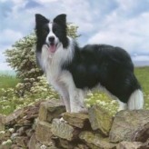 Raza de perro Border Collie