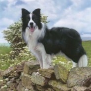 Raza de perro Border Collie