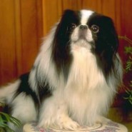 Fotos del perro Chin japonés