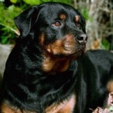 Conozca mas al Rottweiler