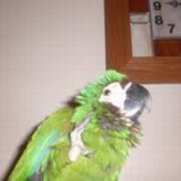 Este es Pakito, la mascota de Miguel Angel y Monica Bermudez