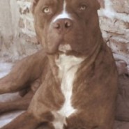 Fotos del Pit Bull Terrier