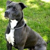 El Pit Bull Terrier, fiel pero temido