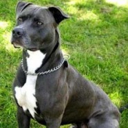 El Pit Bull Terrier, fiel pero temido
