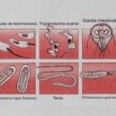 Como darnos cuenta si nuestro perro tiene parasitos intestinales